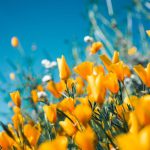Spring Blooms - orange petaled flowers