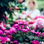 Flower Show - selective focus photography of pink roses