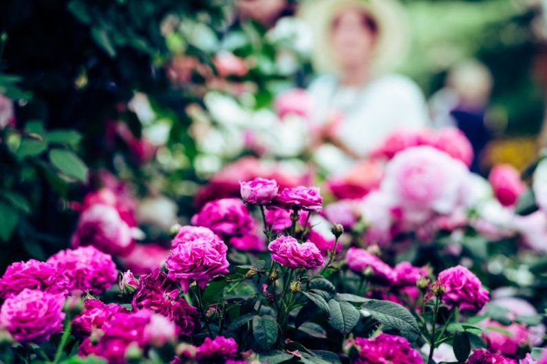 Flower Show - selective focus photography of pink roses