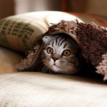 Pet-friendly Bed And Breakfast - brown Scottish fold in brown thick-pile blanket