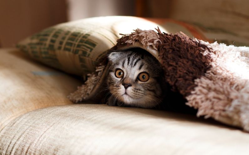 Pet-friendly Bed And Breakfast - brown Scottish fold in brown thick-pile blanket
