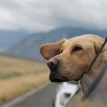 Traveling With Pets - selective focus photography of Labrador in vehicle