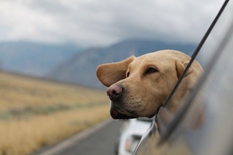 Traveling With Pets - selective focus photography of Labrador in vehicle