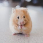 Guest With Pet - selective focus photography of brown hamster