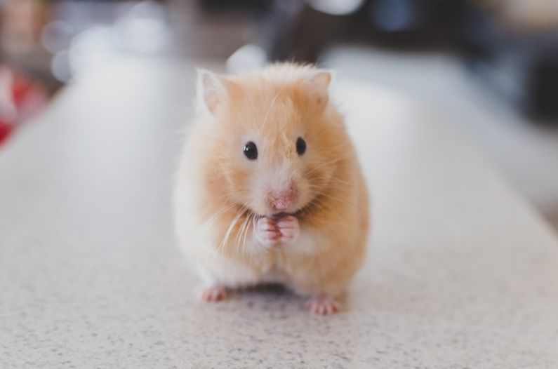 Guest With Pet - selective focus photography of brown hamster