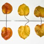 Winter B&B - yellow and brown leaves on white ceramic tiles