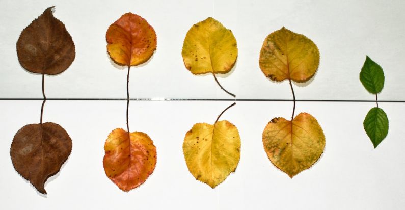 Winter B&B - yellow and brown leaves on white ceramic tiles