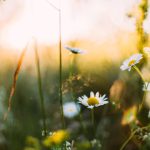Spring B&B - white flowers in shallow focus photography