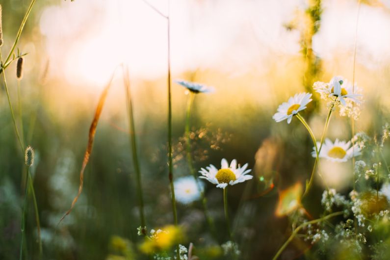 Spring B&B - white flowers in shallow focus photography