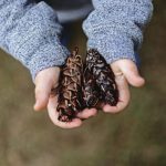 Fall B&B - selective focus photography of person holding pine cones