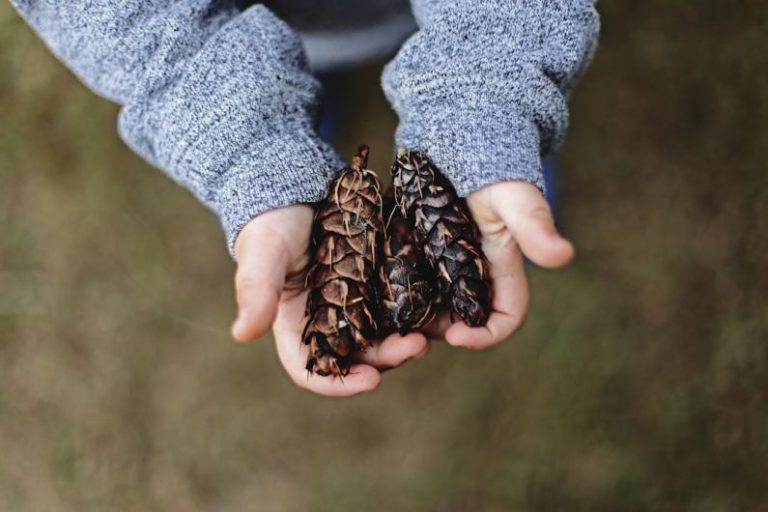Fall B&B - selective focus photography of person holding pine cones