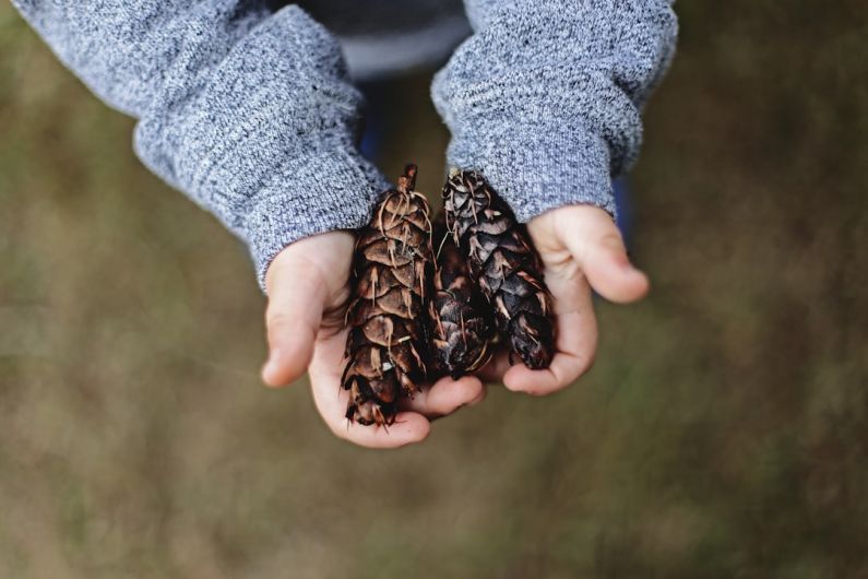 Fall B&B - selective focus photography of person holding pine cones